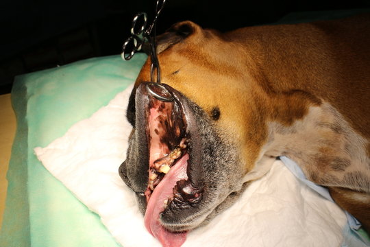 Epulis - tumor situated on gingival mucosa by boxer dog