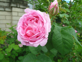 Beautifully blooming rose