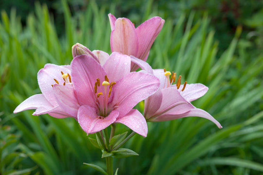 Fototapeta Цветущие розовые лилии в саду.