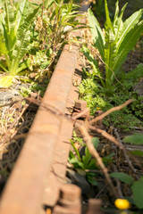 Schienen zugewachsen von der Natur