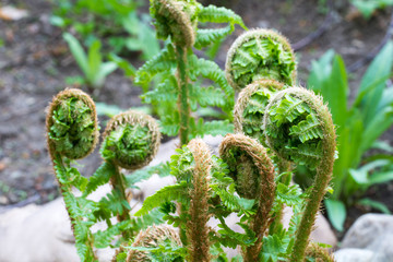 Fern sprouts.