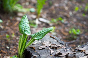 Plants on a stump. Tree trunk.