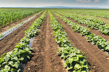 Young fresh cucumber plantation - cultivation of cucumbers in field, growing organic vegetables