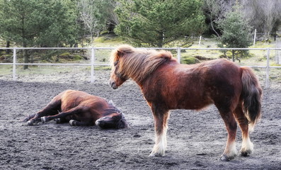 Two Icelandic horses in pen