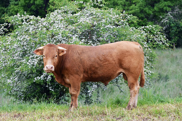 The red cow