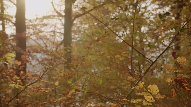 Dancing mosquitoes in an autumnal beech forest. There are two mosquito swarms. The image is dominated by the beautiful depth of field.