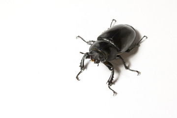 Close Up of a Female United Kingdom Stag Beetle