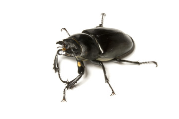 Close Up of a Female United Kingdom Stag Beetle