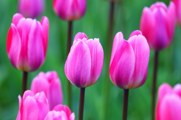 Obraz premium The buds of tulips. Floral background.
