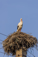 Beautiful stork standing on a large nest positioned above a pole of the power line of the village of Toceni, Craiova, Romania