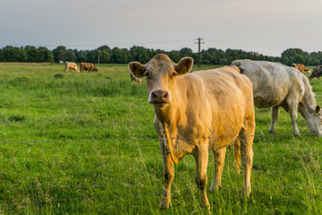 Cattle - cows on a pasture at sunrise