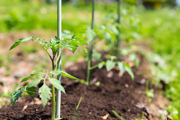 トマトの苗