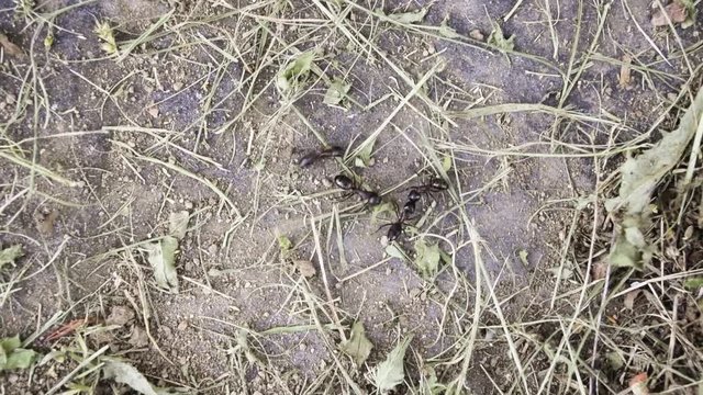 Trois fourmis attaquent. Un fourmi se d&eacute;fend. 