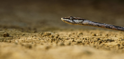 Vine snake
