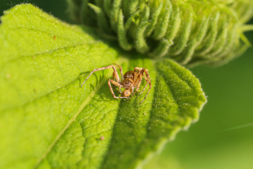 Spinne