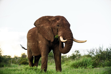 Fototapeta na wymiar Huge Elephant bull