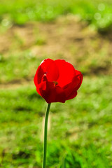 One red tulip in greenery