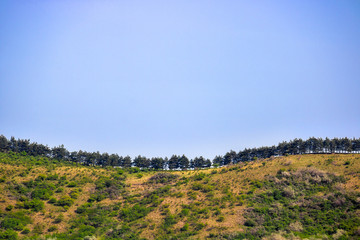 In a row - beautiful landscape in Transylvania,Romania with trees arranged in a row. Discover Romania concept. 