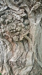 Close Up Of Tree Texture