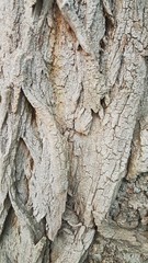 Close Up Of Tree Texture