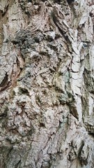 Close Up Of Tree Texture