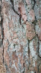 Close Up Of Tree Texture