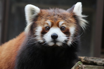 レッサーパンダ