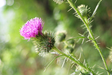Pinke Distel