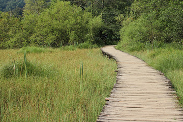 Fototapeta na wymiar Steg im Nationalpark Plitvicer Seen