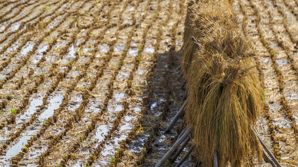 Rice being harvest and dried in the sun in Hasami, Japan.