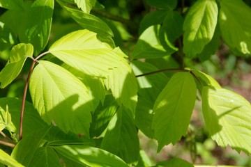 The sunny green leaves on a close up view.