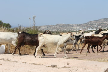 Goats in the mountains cross the road, Cyprus