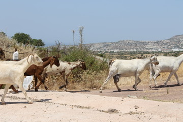 Goats in the mountains cross the road, Cyprus