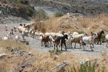 Goats in the mountains cross the road, Cyprus