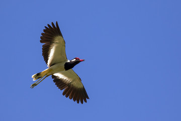 Image of bird flying in the sky. Wild Animals. Red-wattled lapwing bird (Vanellus indicus)