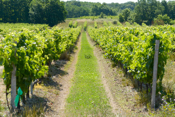 Fototapeta na wymiar Green grapes growing on vines in early summer in France