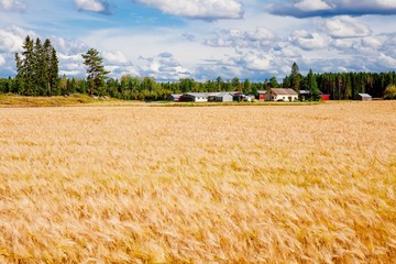 Golden wheat field and farm in rural country Finland