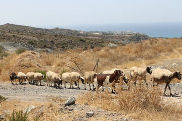 Goats crossing the road in mountains, Cyprus