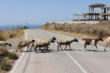 Goats crossing the road in mountains, Cyprus