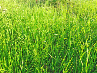 Obraz premium Sunny green grass