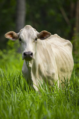 Naklejka na ściany i meble Image of white cow on nature background. Animal farm