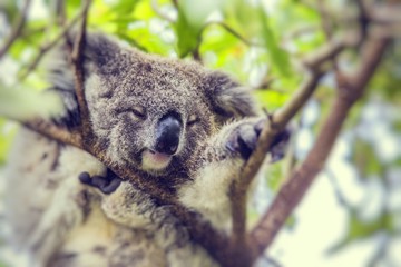 Sleeping koala on eucalyptus tree