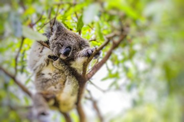 Sleeping koala on eucalyptus tree