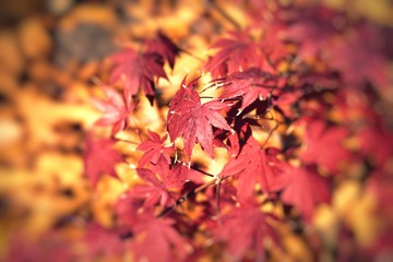 Magic autumn maple leaves