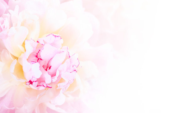 Gentle pink peony flower close-up