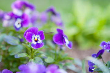 Fototapeta na wymiar Viola flower