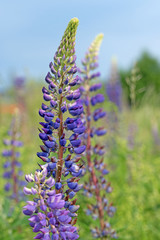 Wilde Lupinen, Lupinus