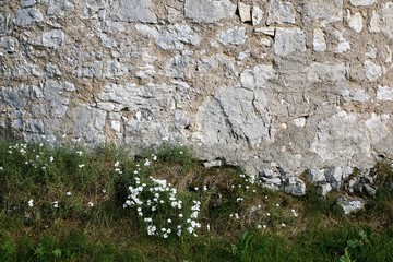 Ruine Honberg in Tuttlingen