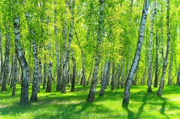 birch grove on a sunny day - obrazy, fototapety, plakaty