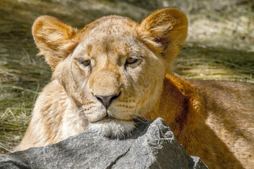 animal lioness has laid her head on a large stone